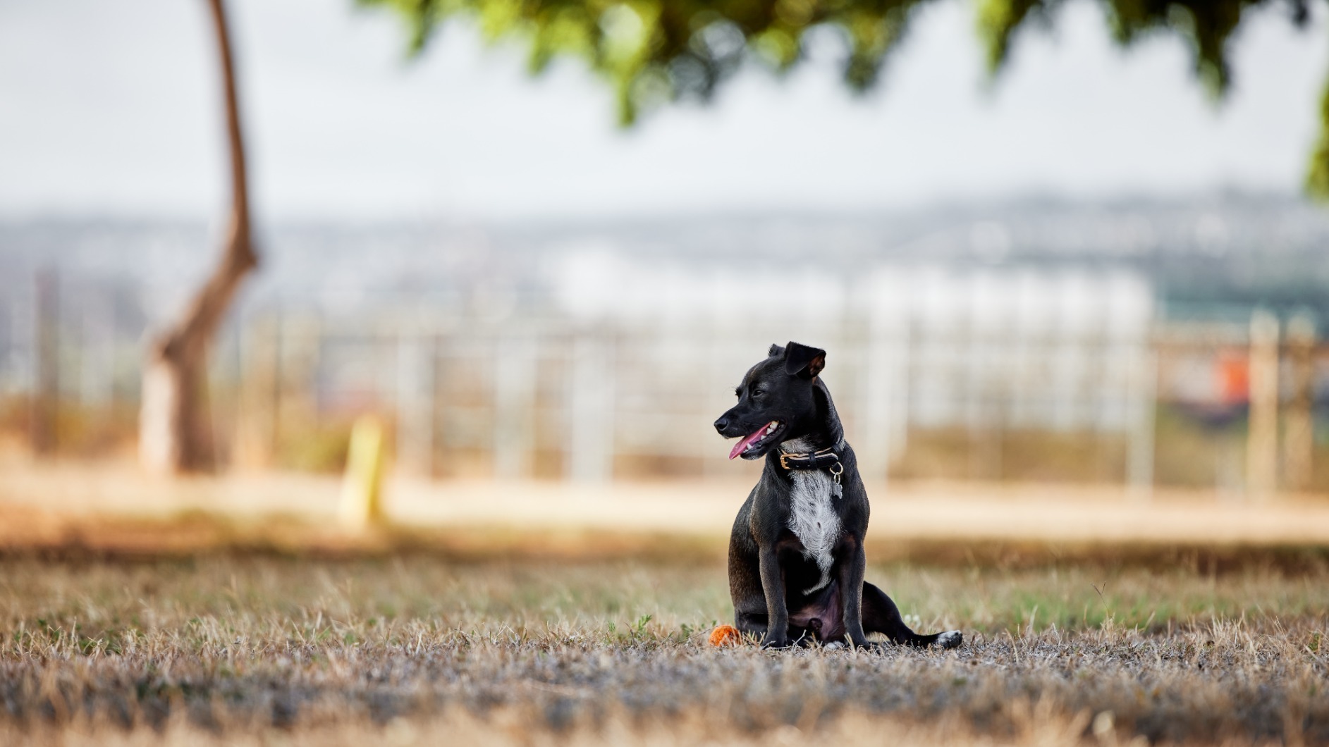 Canon RF70-200mm F2.8 L IS USM Lens customer photo 1