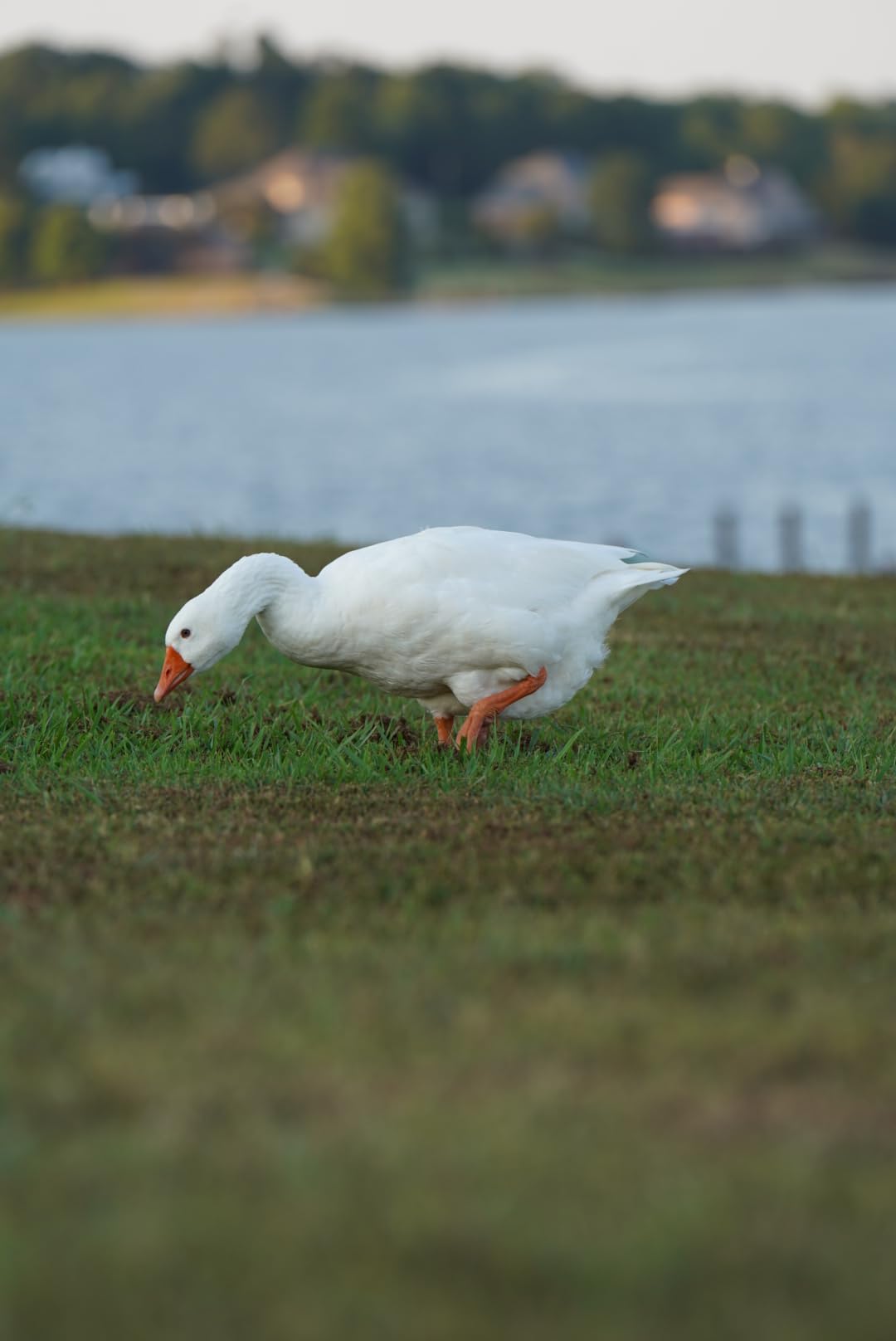 Sony FE 70-200mm F2.8 GM OSS II Full-Frame Zoom Lens | Constant-Aperture Telephoto Zoom G Master Lens (SEL70200GM2) customer photo 2