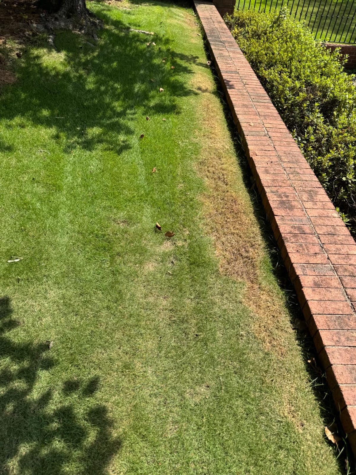 EGO Power+ Electric Lawn Mower, Self-Propelled Cordless with Touch Drive, Includes (2) 56V 4.0Ah Batteries and Rapid Charger – LM2122SP-2 customer photo 1