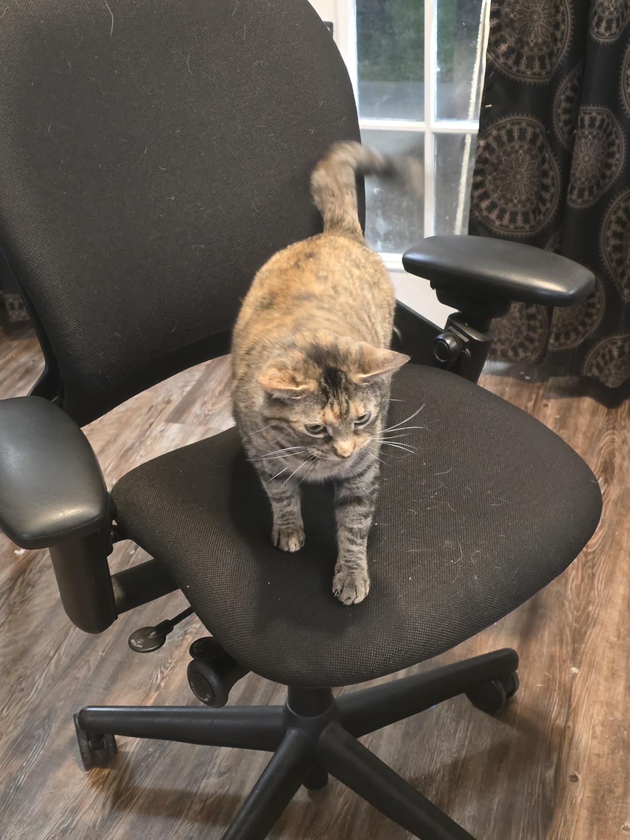 Steelcase Leap Upholstered Hard Casters - Cobalt (Premium Ergonomic Office Chair) customer photo 2