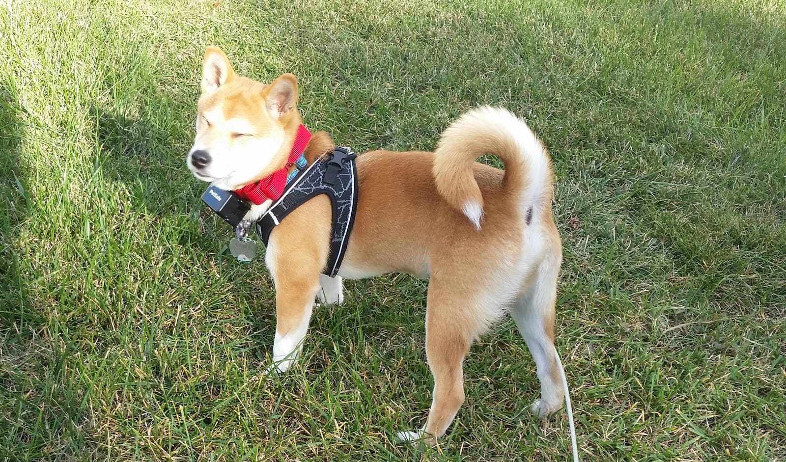 PetSafe Stubborn Dog In-Ground Fence, Up to 1/3 Acre customer photo 2