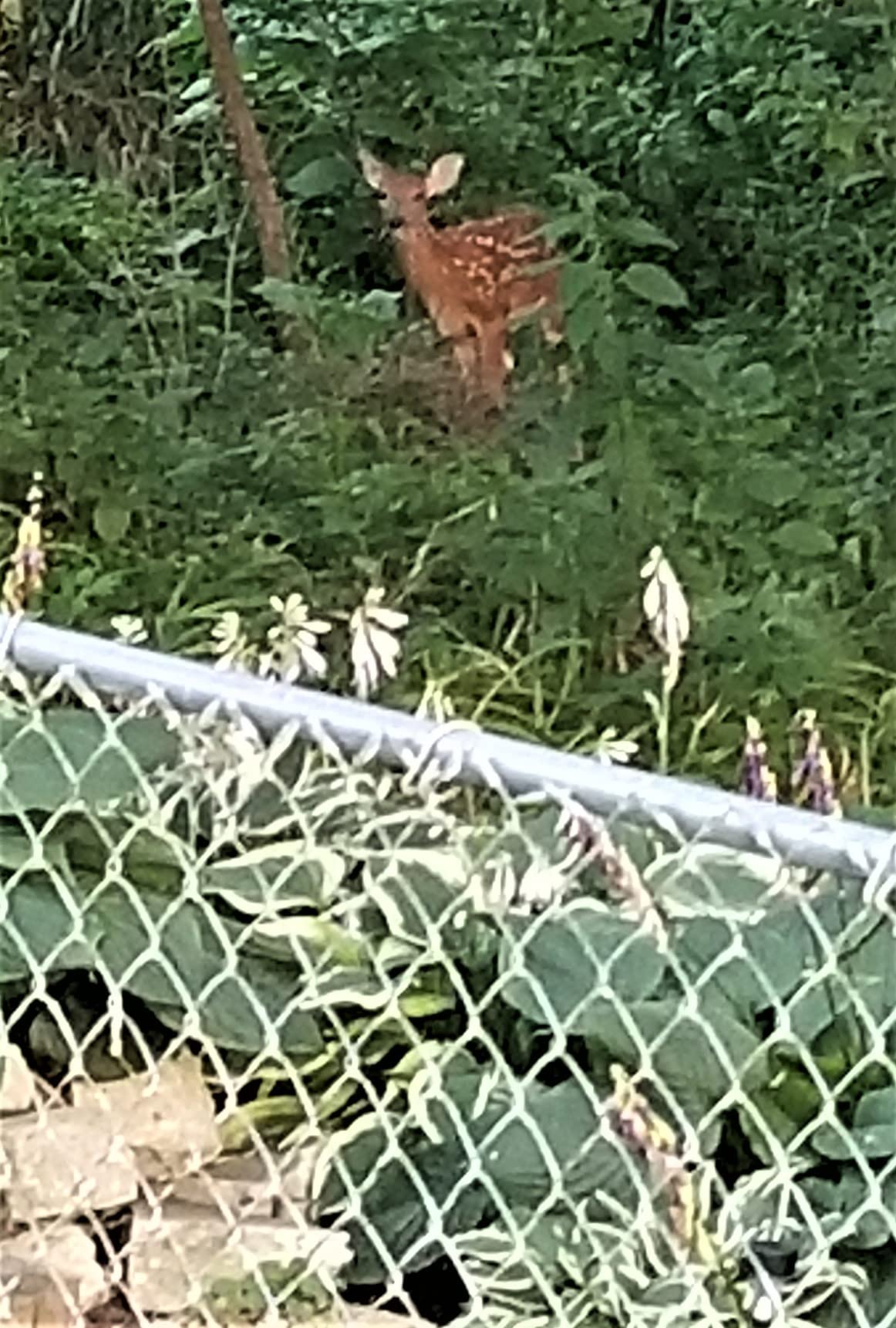 Deer Stopper Quart Concentrate customer photo 1
