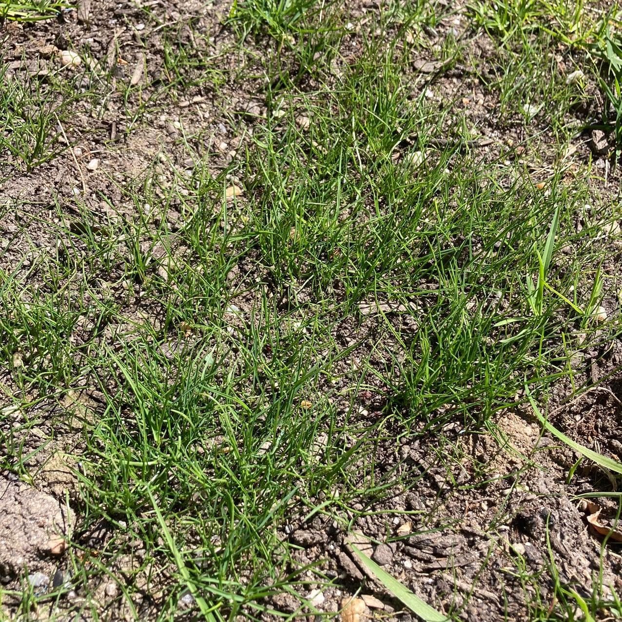 Scotts Turf Builder EdgeGuard Mini Broadcast Spreader customer photo 2