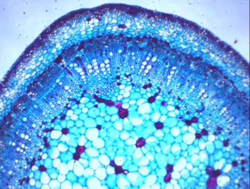 OMAX MD82ES10 2000X Digital LED Compound Microscope with Built-in 1.3MP customer photo 1