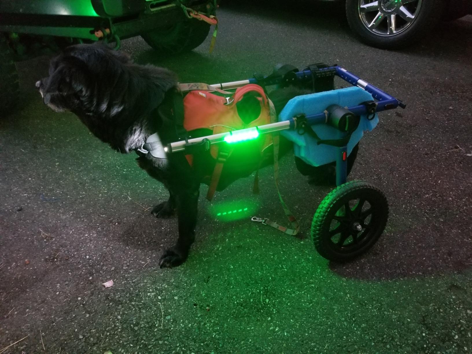 Dog Wheelchair - for Large Dogs 70-180 Pounds - Veterinarian Approved - Dog Wheelchair for Back Legs customer photo 1
