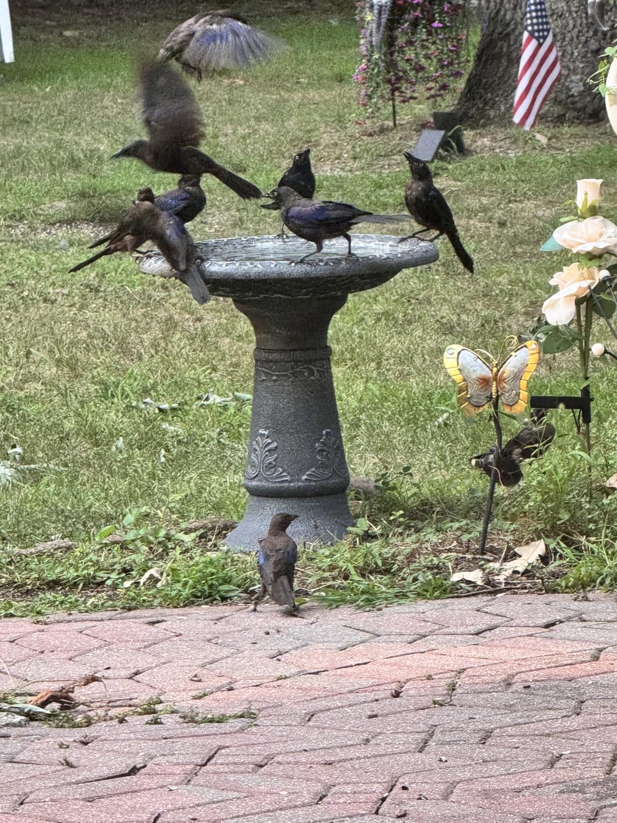 Arcadia Garden Products BB04 Fiberclay Bird Bath Outdoor Garden Decor, Antique Vintage Weather Resistant Water Bowl for Backyard and Patio and, 20-inch Tall, Green customer photo 2