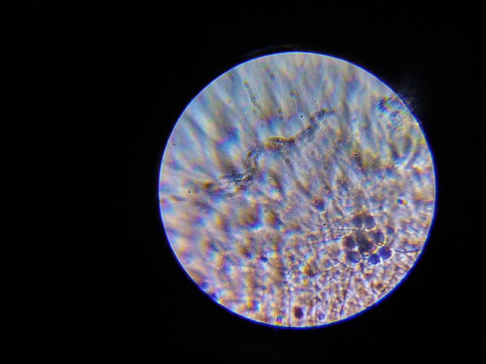 AmScope M30-ABS-KT1-WM 240X-480X-1200X Metal Arm Compound Microscope Kit customer photo 1