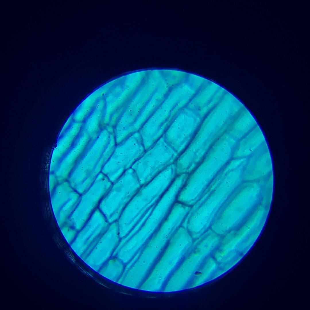 AmScope M30-ABS-KT1-WM 240X-480X-1200X Metal Arm Compound Microscope Kit customer photo 2