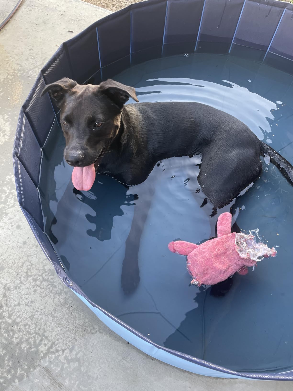 Jasonwell Foldable Dog Pet Bath Pool Collapsible Dog Pet Pool Bathing Tub Kiddie Pool Doggie Wading Pool for Puppy Small Medium Large Dogs Cats and Kids 63
