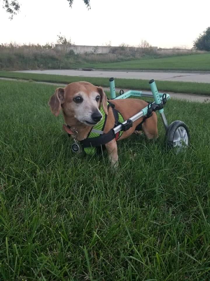 Walkin' Wheels Small Dog Wheelchair, Lightweight Dog Wheelchair for Back Legs, 15-25 lbs, for 12-15 inches Leg Height - Blue customer photo 2