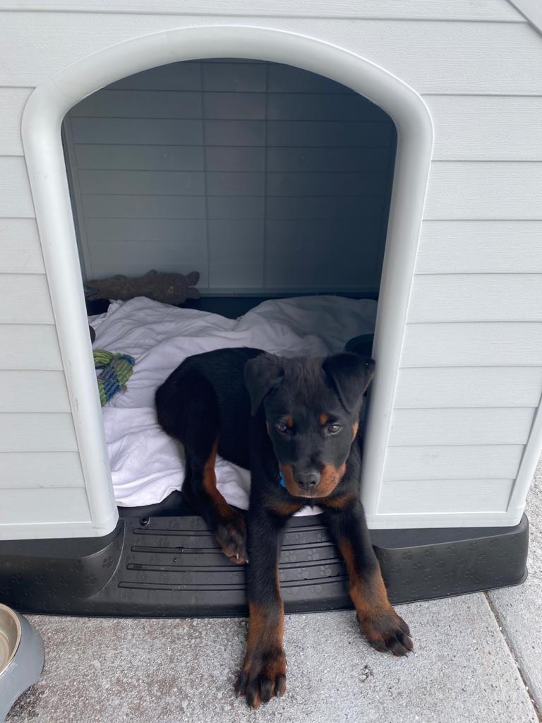 Confidence Pet Large Waterproof Plastic Dog Kennel Outdoor House Green customer photo 2