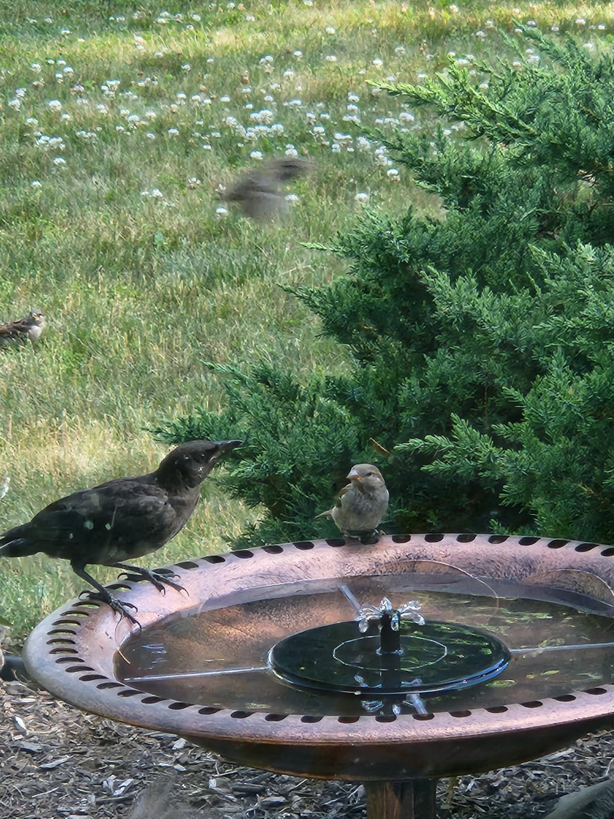 Best Choice Products Bird Bath, 28in Outdoor Resin Pedestal - Copper customer photo 1