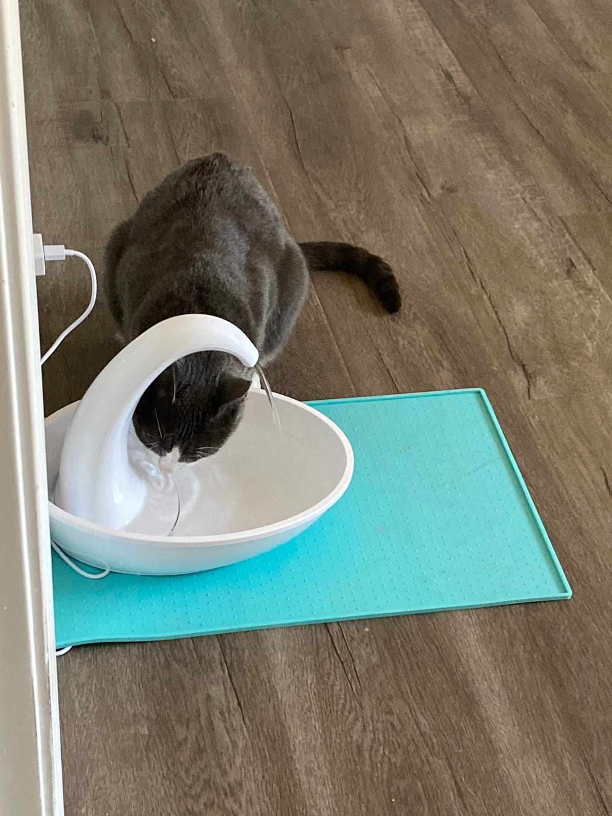 Pioneer Pet Swan Pet Drinking Fountain for Cats and Dogs - 80oz Capacity, Great for Multiple Pets – Great for Pets Who Love the Faucet - Bubbler and Bowl Dispenser Design Keeps Water Moving customer photo 1