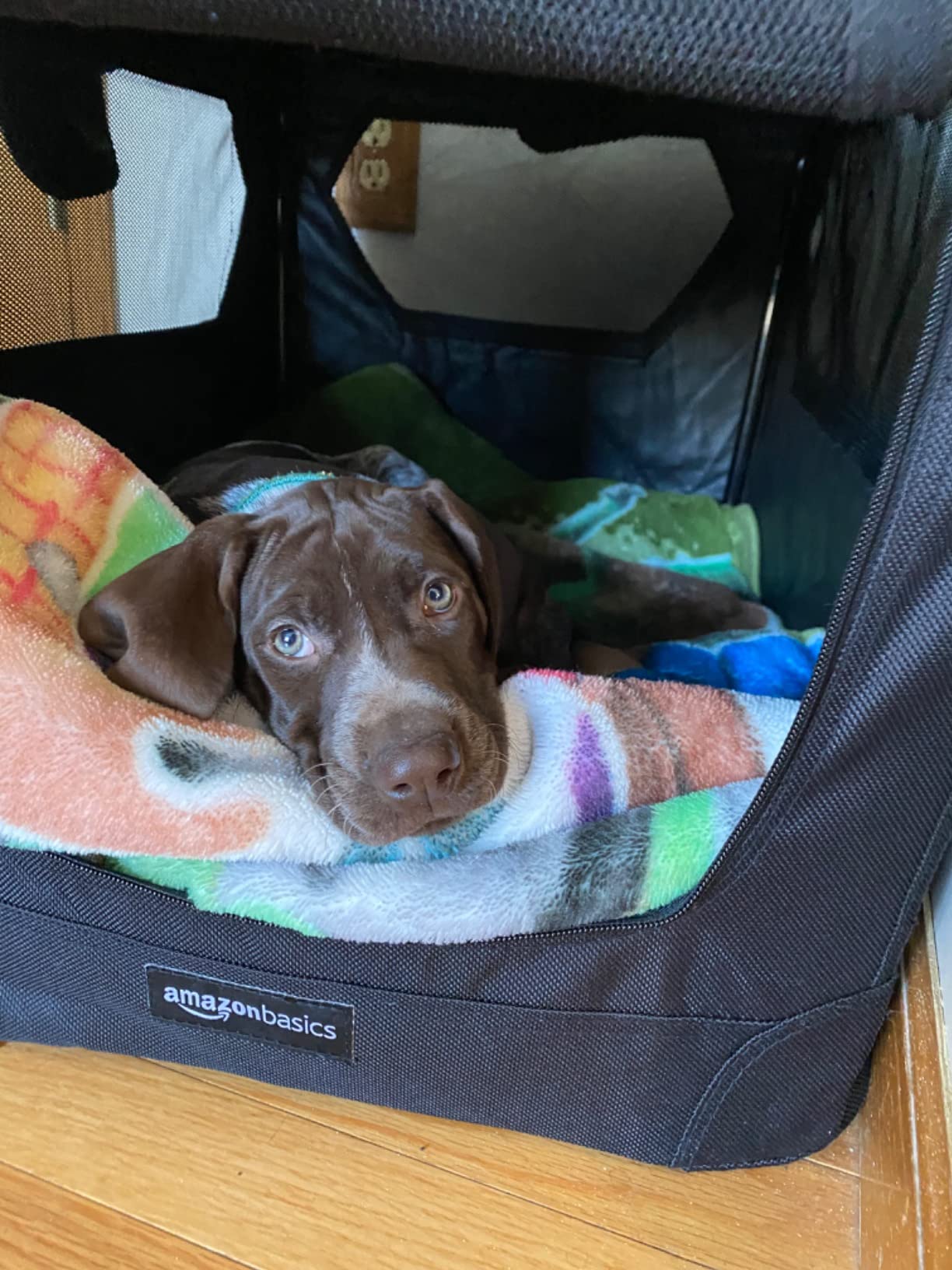 Amazon Basics Portable Folding Soft Pet Dog Crate Carrier Kennel for Large Dogs, Easy to Clean, 36 x 24 x 24 inches, Grey customer photo 1