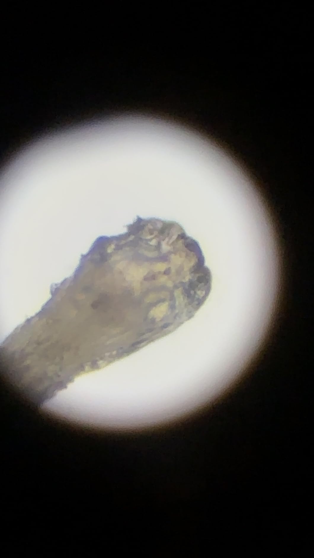 Swift SW380T 40X-2500X Magnification, Siedentopf Head, Research-Grade Trinocular Microscope Compound Lab with Wide-Field 10X/25X Eyepieces, Mechanical Stage, Ultra-Precise Focusing, Camera-Compatible customer photo 2