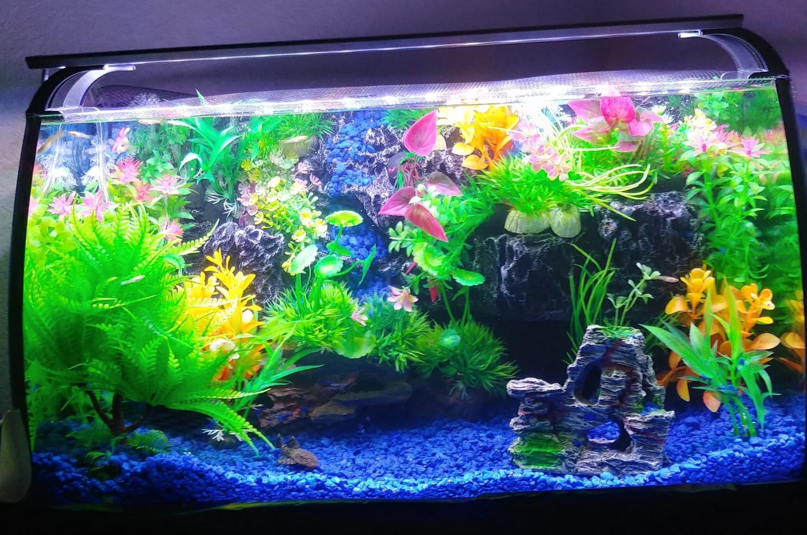 hygger Horizon 8 Gallon LED Glass Aquarium Kit for Starters with 7W Power Filter Pump, 18W Colored led Light, Wide View Curved Shape Fish Tank with Undetachable 3D Rockery Background Decor customer photo 1