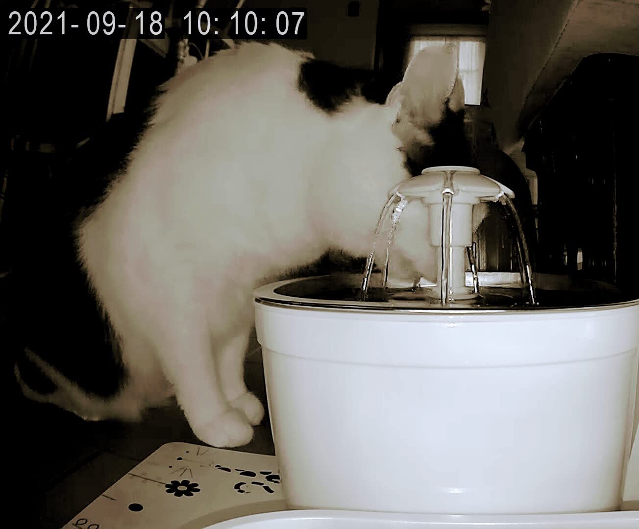 Wonder Creature Cat Water Fountain Stainless Steel Lid 81oz/2.4L-3 Filters customer photo 1