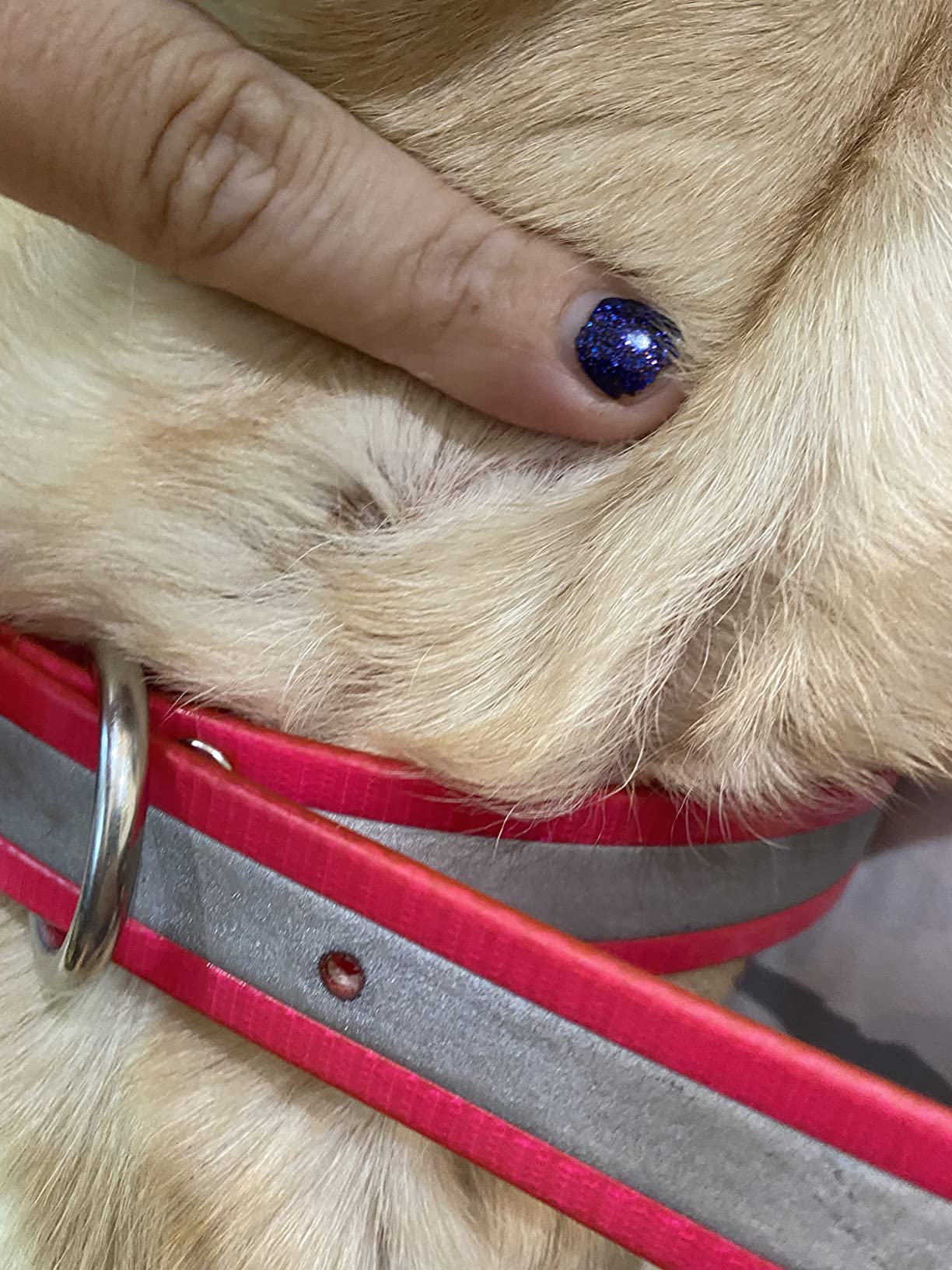 SportDOG NoBark Bark Collar customer photo 2