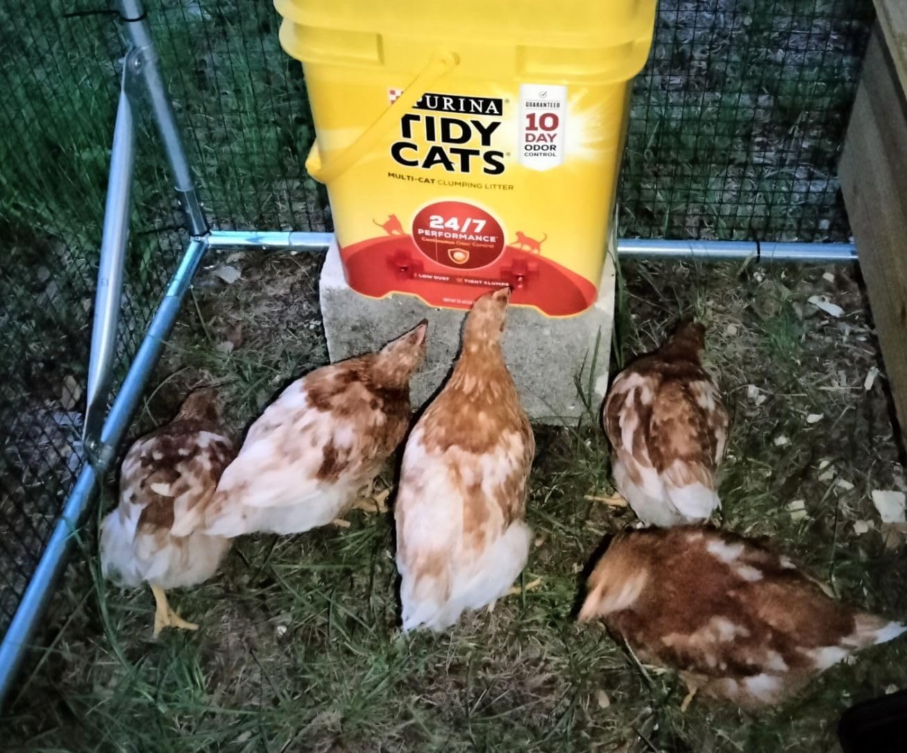 20 Pack Chicken Waterer Nipples for Chicks to Chickens with Drill Bits customer photo 2