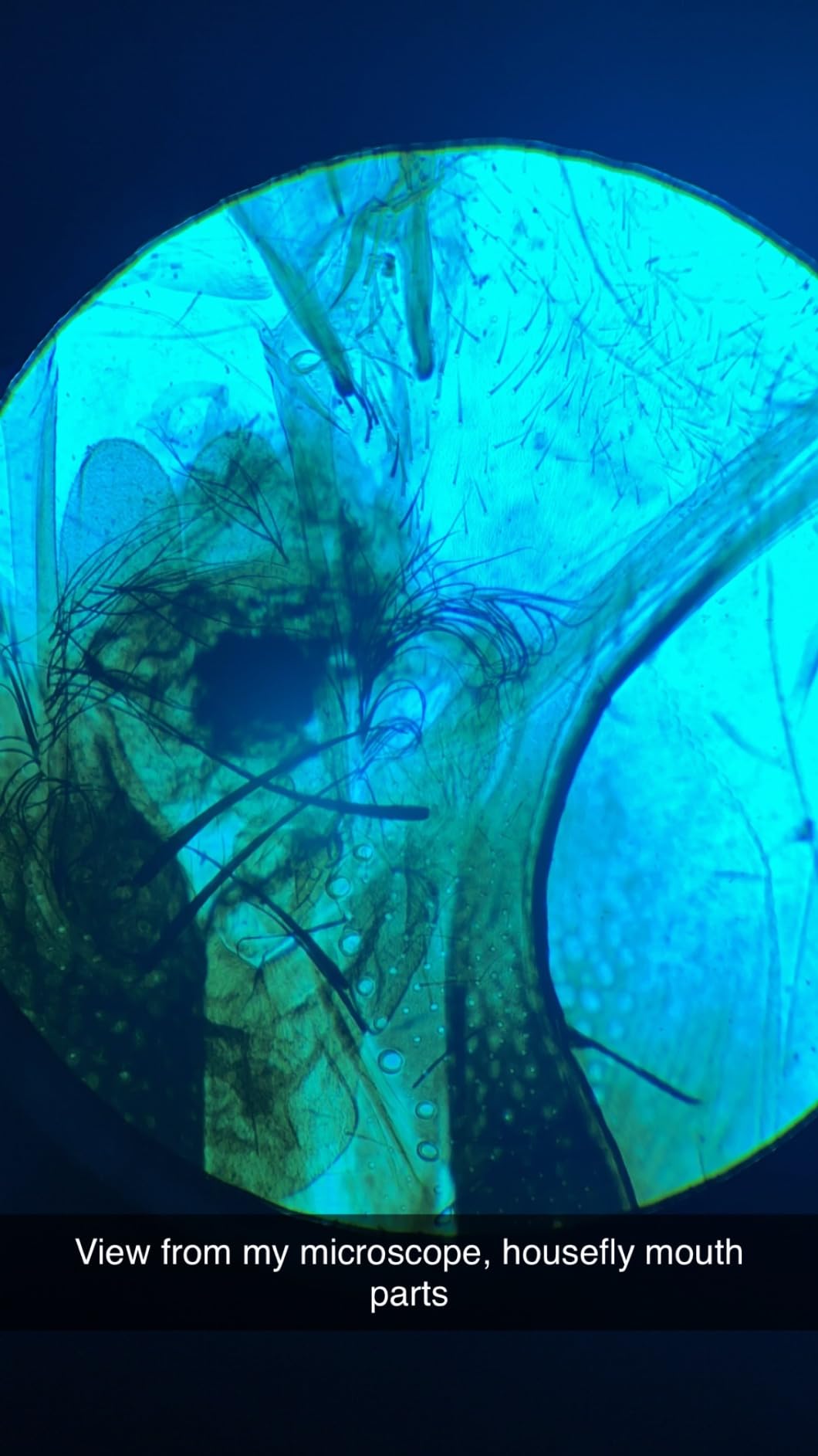 2000X Compound Microscope for Kids Adults: Microscope for Biology Education customer photo 1