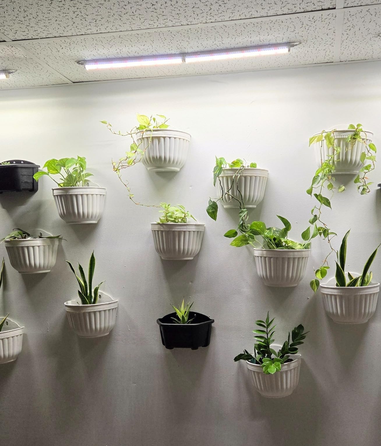 ORIMERC 6 Pcs Plastic Large Wall Plant Pots Vertical Garden Living Wall Mounted Window Hanging Basket Fence Planters Indoor Outdoor for Plants Flowers Kitchen Herbs Holder with Drainage Decor White customer photo 1