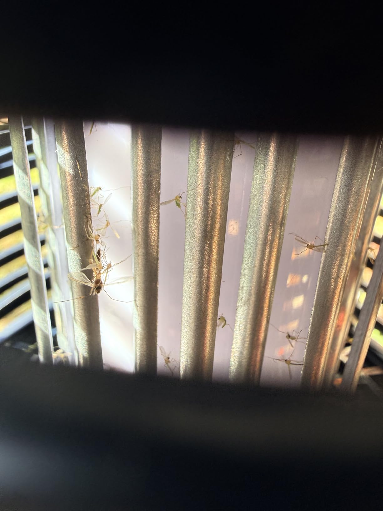 PIC Solar Insect Killer Torch (DFST), Bug Zapper and Accent Light, Solar Bug Zapper - Kills Bugs on Contact customer photo 2