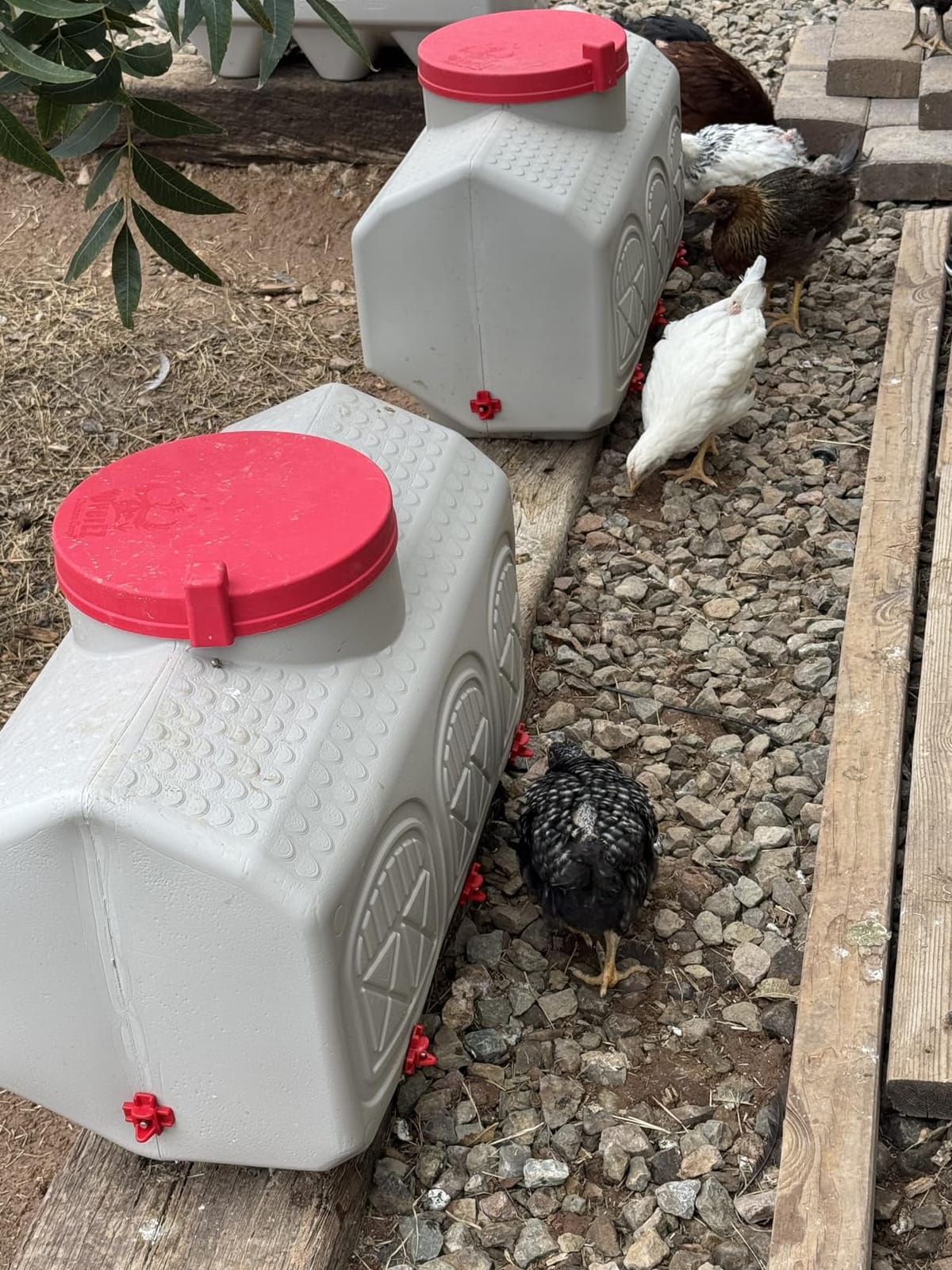 OverEZ Automatic Chicken Waterer with No Spill System, Outside and Inside Poultry Drinker, Large 12 Gallon High Capacity Drinking Bottle Dispenser for Hens customer photo 1