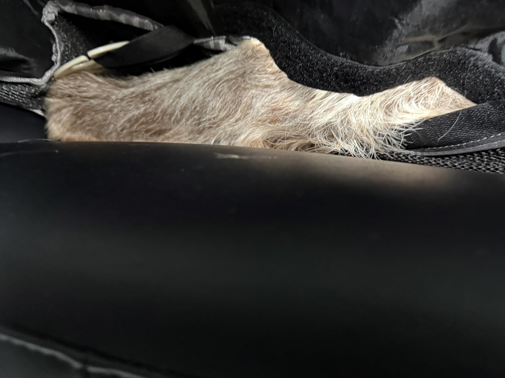 Mancro Dog Car Seat Cover for Back Seat, Waterproof Dog Hammock for Car customer photo 1