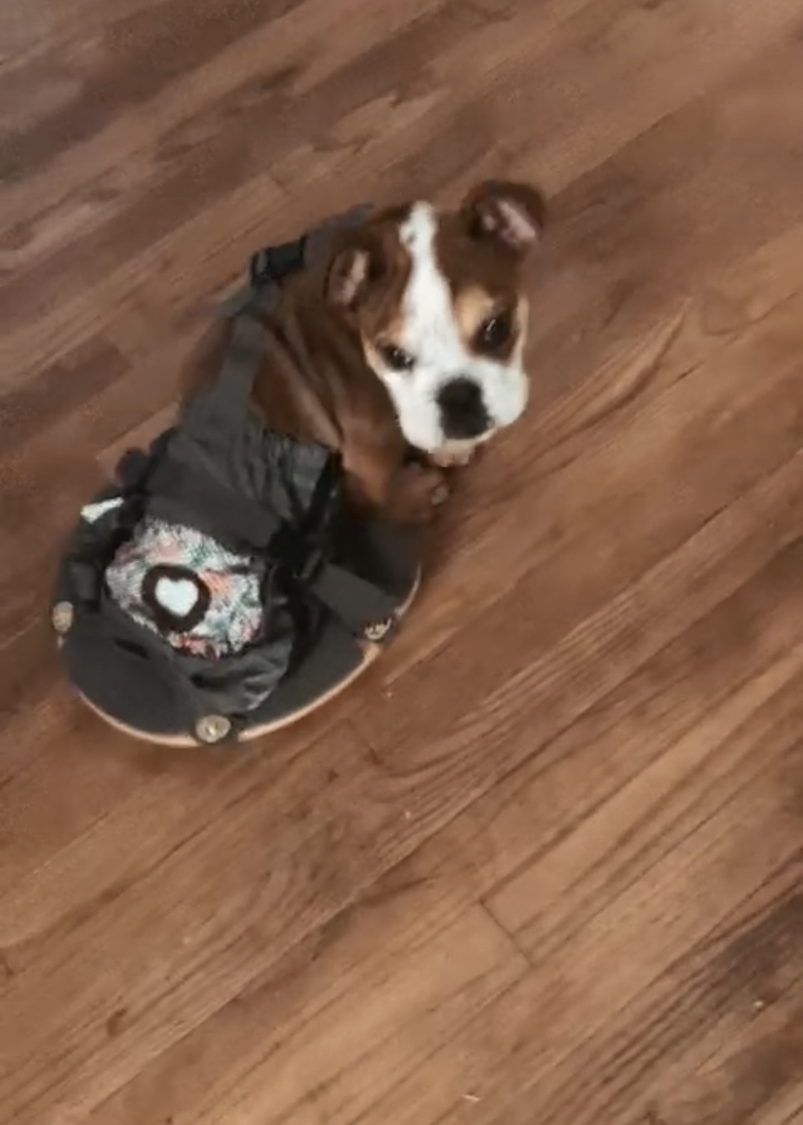 derYEP Pet Scooter Wheelchair for Rear Legs paralyzed Dog Protects Chest and Limbs customer photo 1