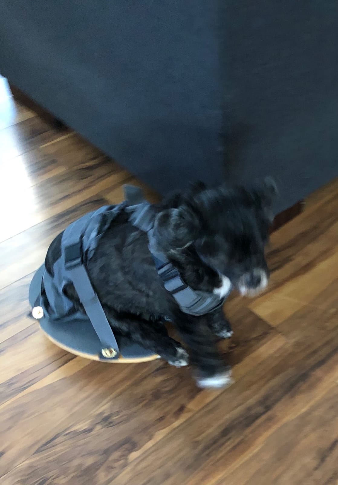 derYEP Pet Scooter Wheelchair for Rear Legs paralyzed Dog Protects Chest and Limbs customer photo 2