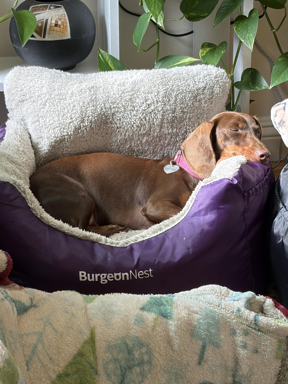 BurgeonNest Dog Car Seat for Small Dogs & Cats Under 25 lbs,Black customer photo 1