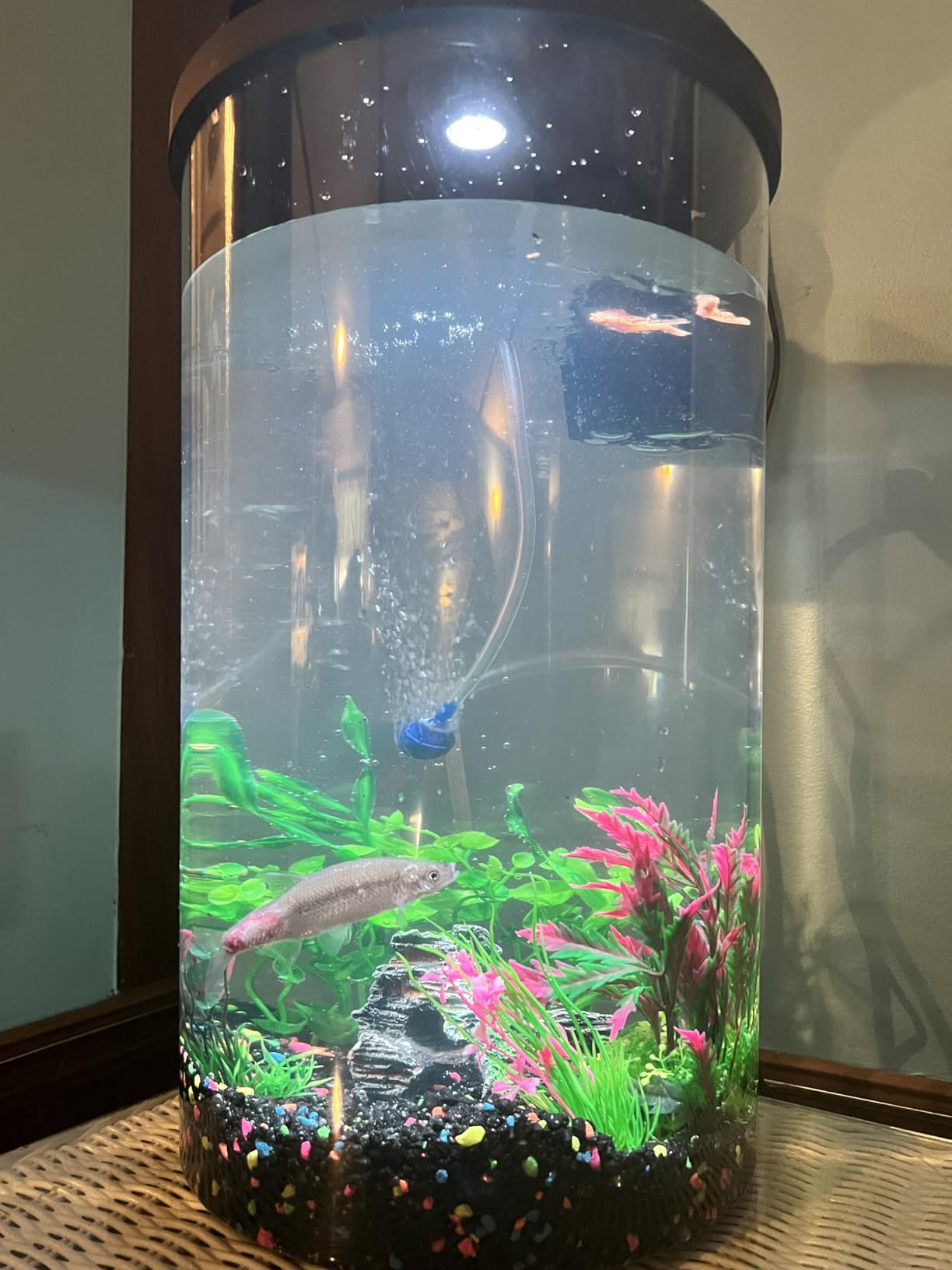 Koller Products Plastic 6-Gallon AquaView 360 Aquarium Kit for Tropical Fish, Betta Fish with LED Lighting and Power Filter Clear, 4-Piece Set customer photo 1