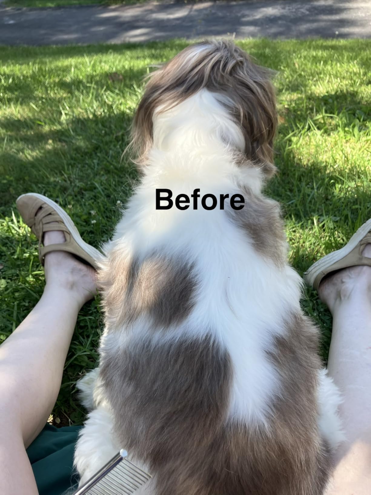 oneisall Dog Clippers and Paw Trimmer Kit for Small Large Dogs Cats customer photo 1