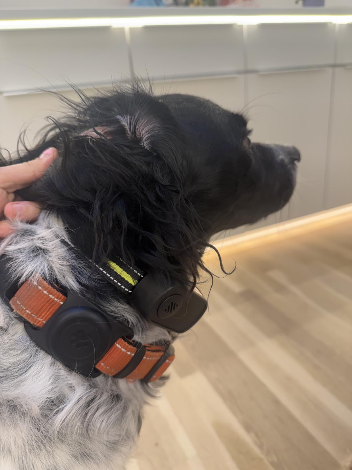 Rechargeable Dog Bark Collar with Beep Vibration and Shock,Anti Barking Collar for Small Medium Large Dogs, Humane Dog Training Device with 5 Adjustable Sensitivity Levels customer photo 2