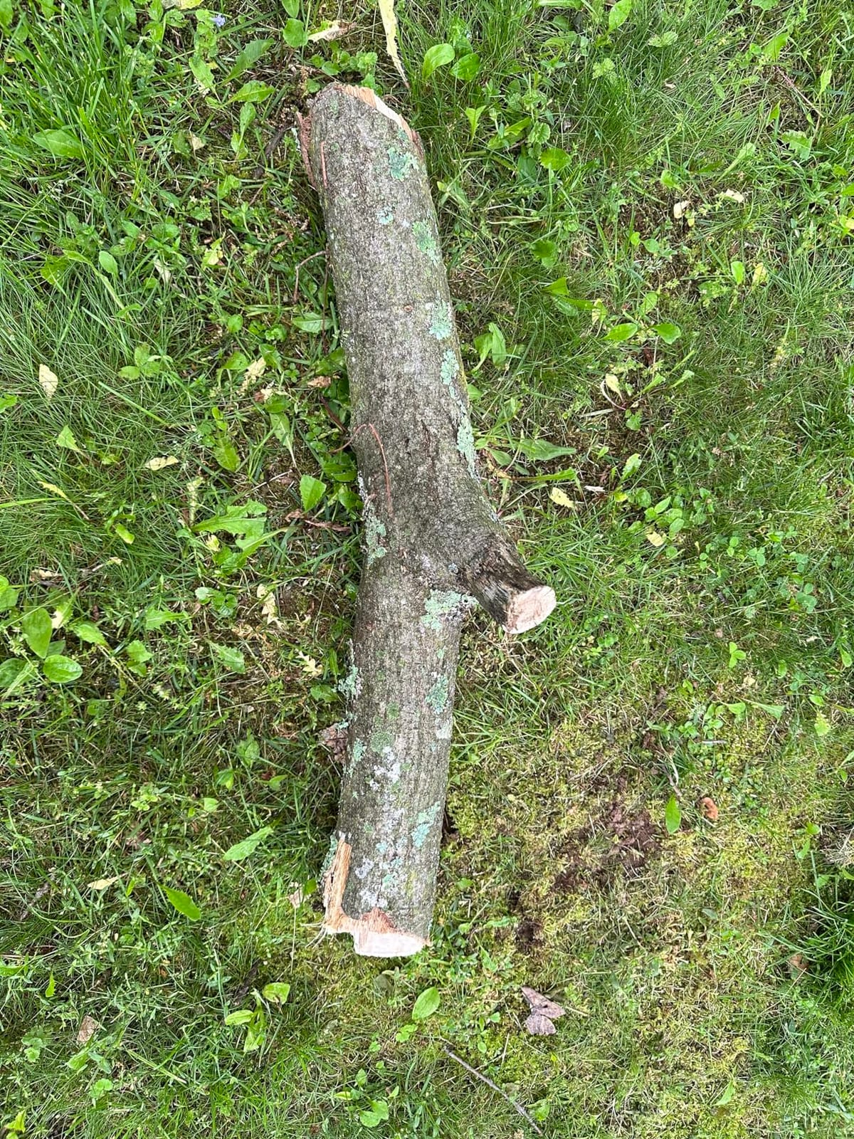 27 Feet Tree Pole Pruner Manual Branches Trimmer Tree Branch Garden Tools Loppers Hand Pole Saws Extendable Height customer photo 1