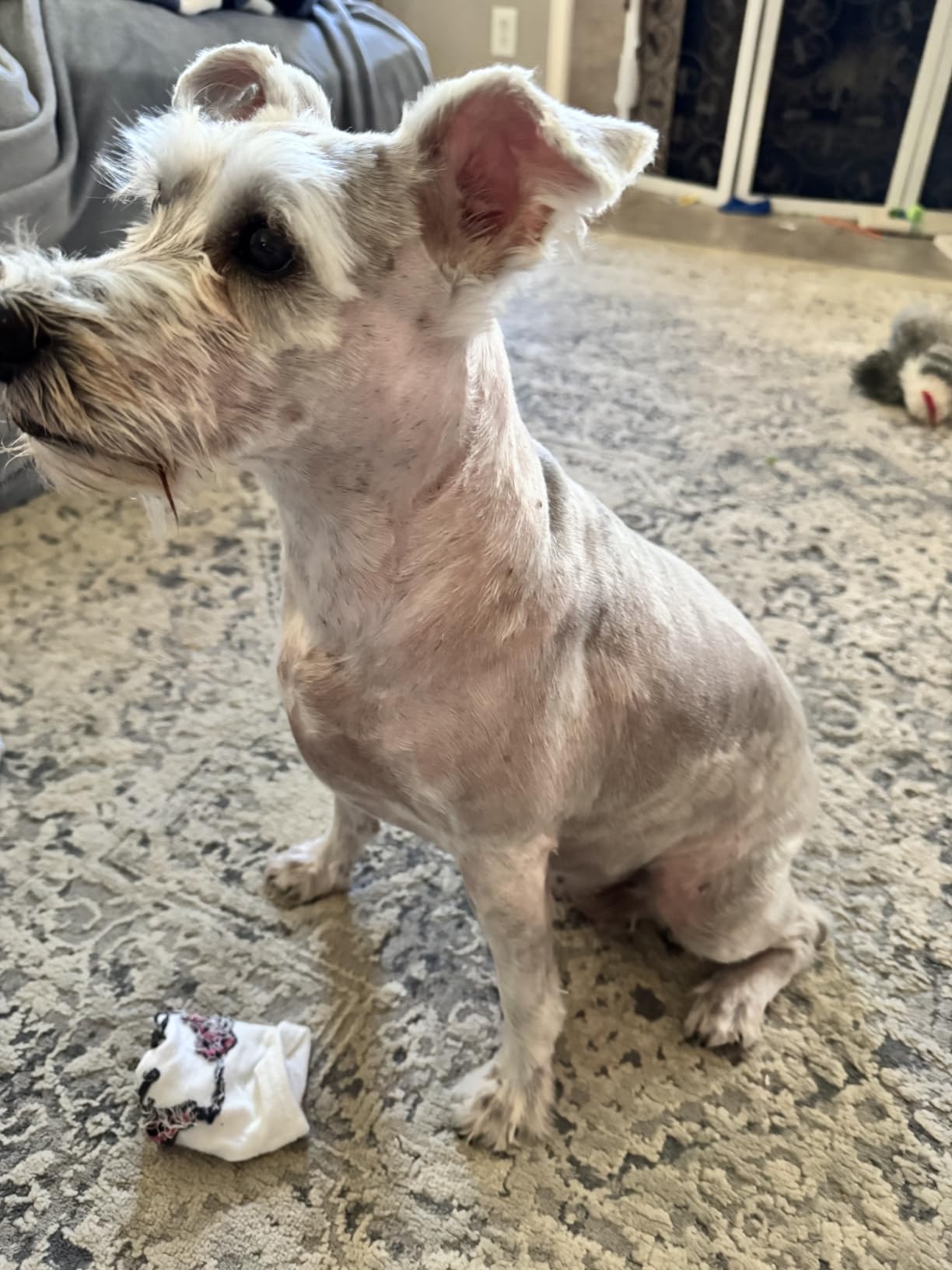 oneisall Dog Clippers for Grooming Thick Heavy Coats customer photo 1
