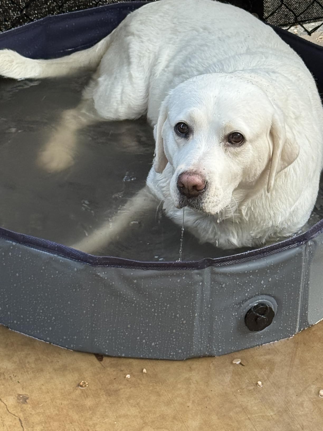 Niubya Foldable Dog Pool, Collapsible Plastic Dog Swimming Pool, 72x12in customer photo 1