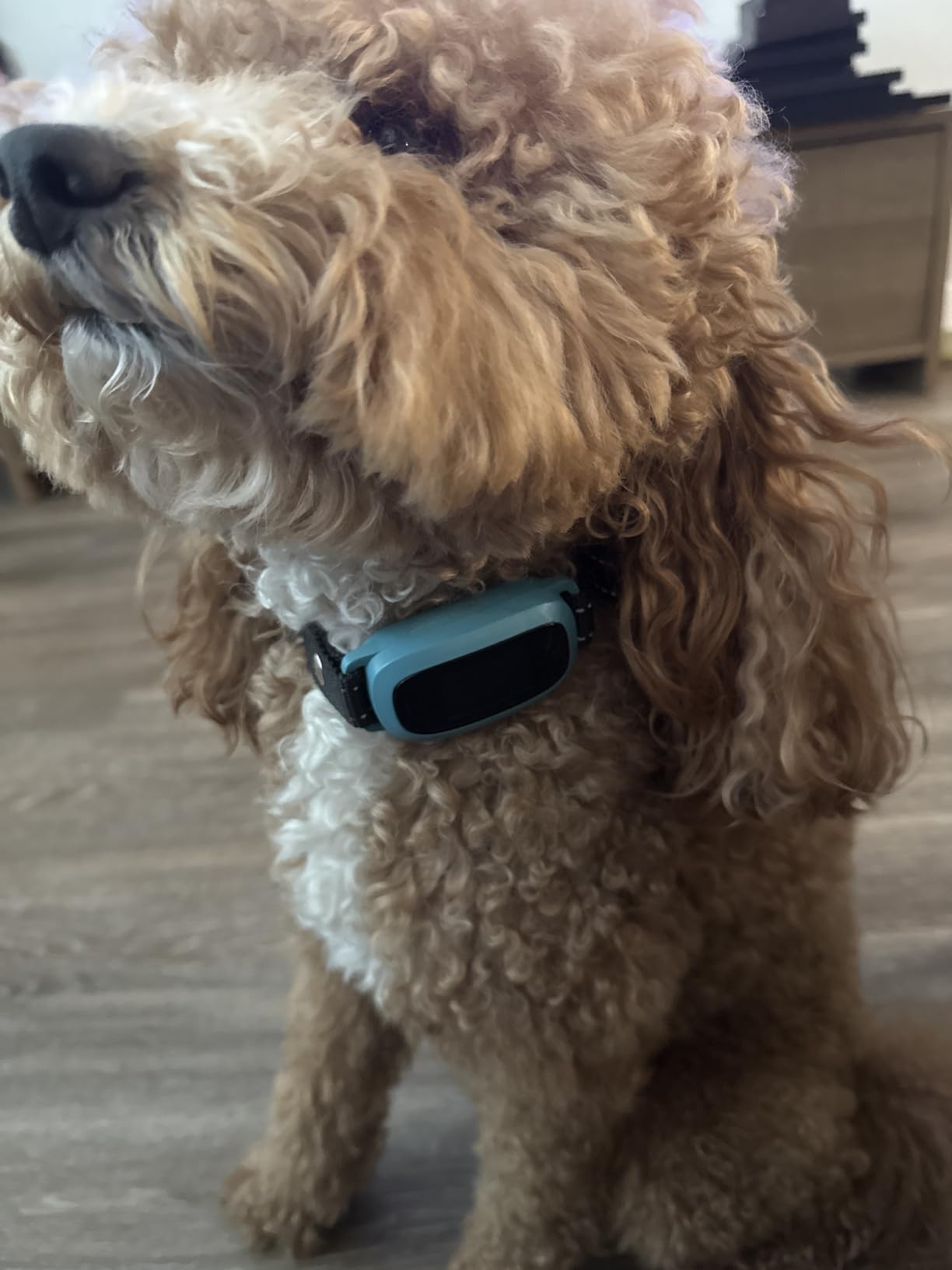 FAFAFROG Dog Bark Collar, Rechargeable Smart Collar, Anti Barking Training Collar with 5 Adjustable Sensitivity Beep Vibration, Bark Collar for Large Medium Small Dogs (Black) customer photo 2