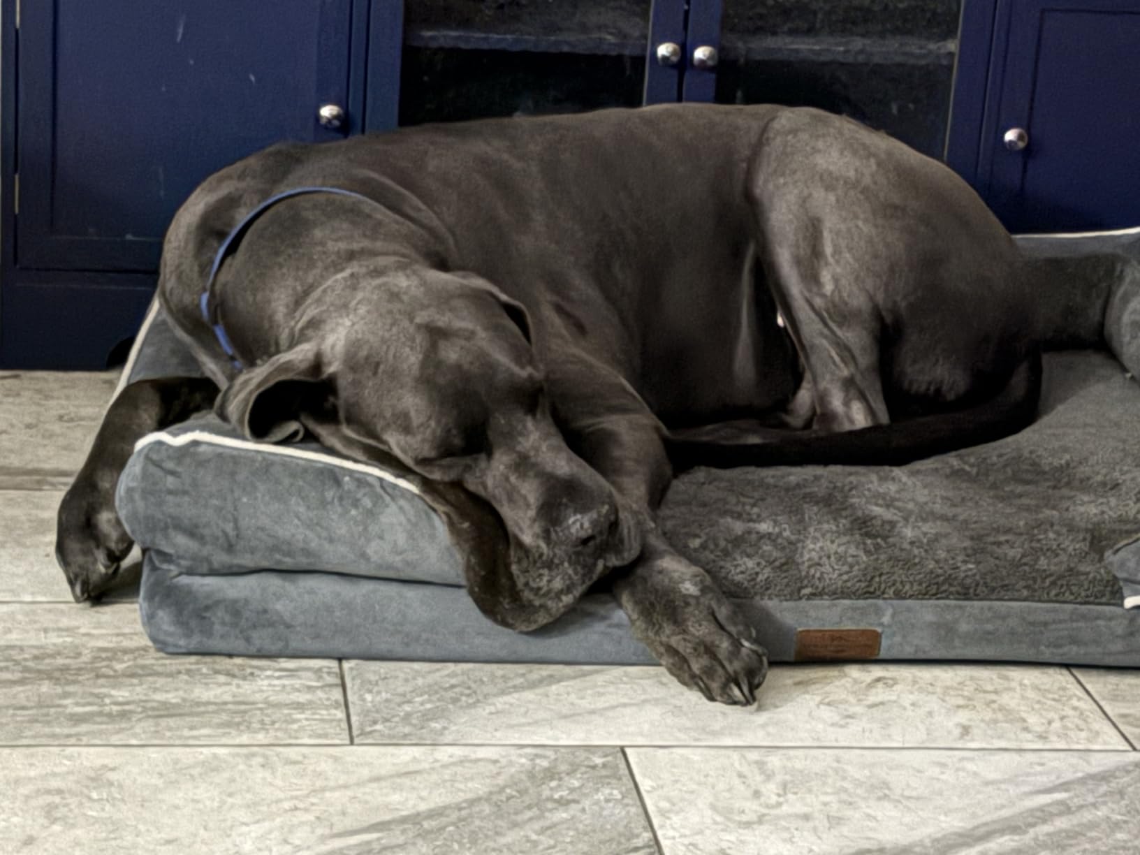 Comfort Expression Waterproof Orthopedic Dog Bed for Extra Large Dogs customer photo 2