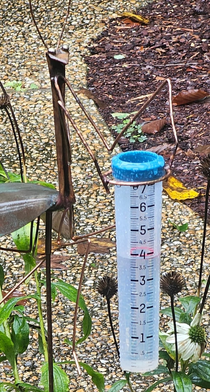 Taylor Freeze Proof Silicone Rain Gauge 7 Inch Capacity, Teal customer photo 1