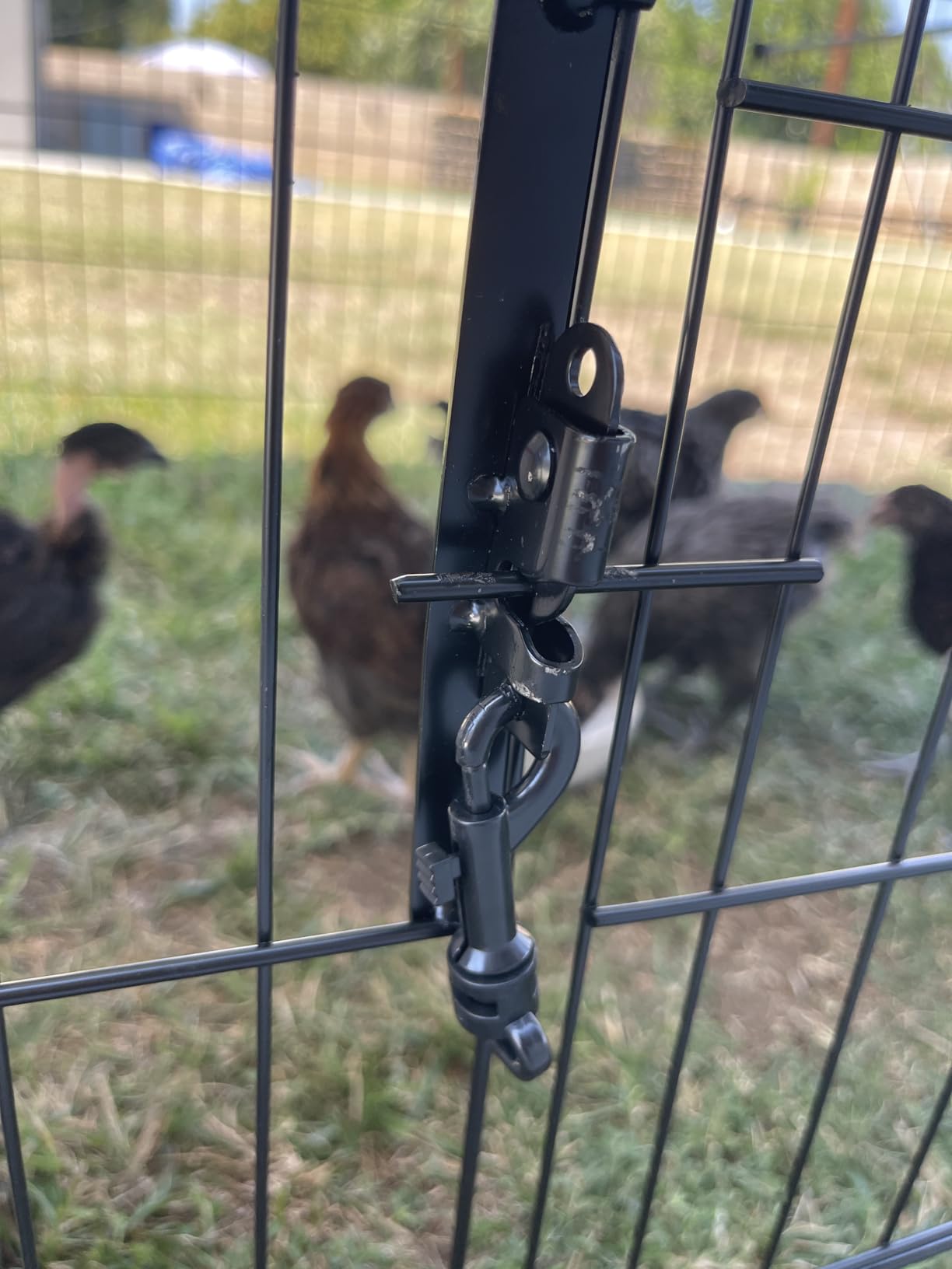 Chicken Coop, 130