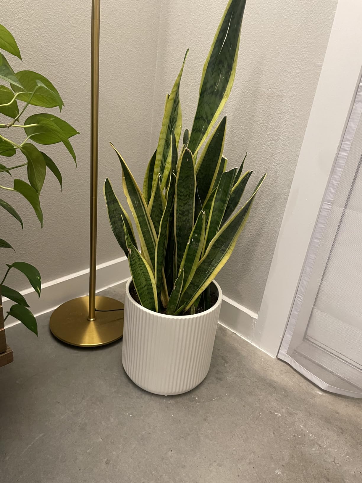 Amazon Basics Fluted Ceramic Planter Pot for Indoor Outdoor Plants, Round Flower Pot with Drainage Hole, 10-inch, White customer photo 1