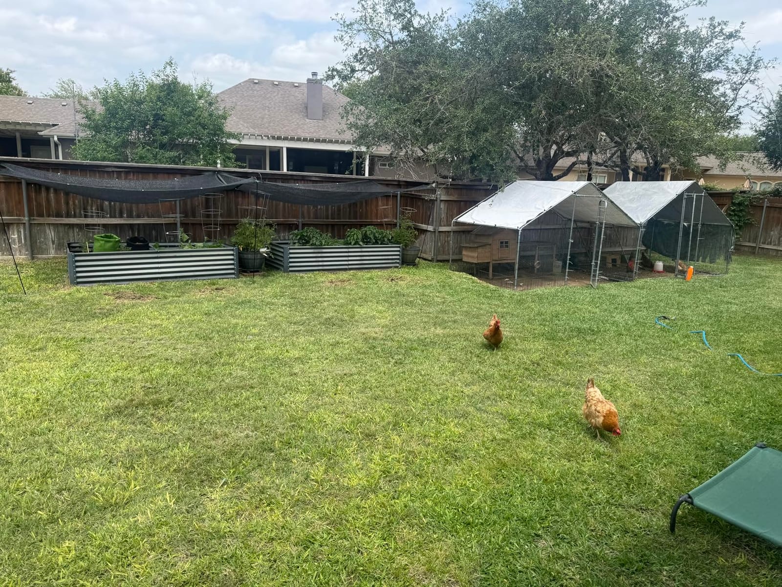NUGRIART Large Metal Chicken Coop Walk-in Poultry Cage Hen Duck Run House with Waterproof & Anti-UV Cover Galvanized Rabbits Habitat Spire Shaped Cage for Outdoor Yard Farm Use customer photo 2