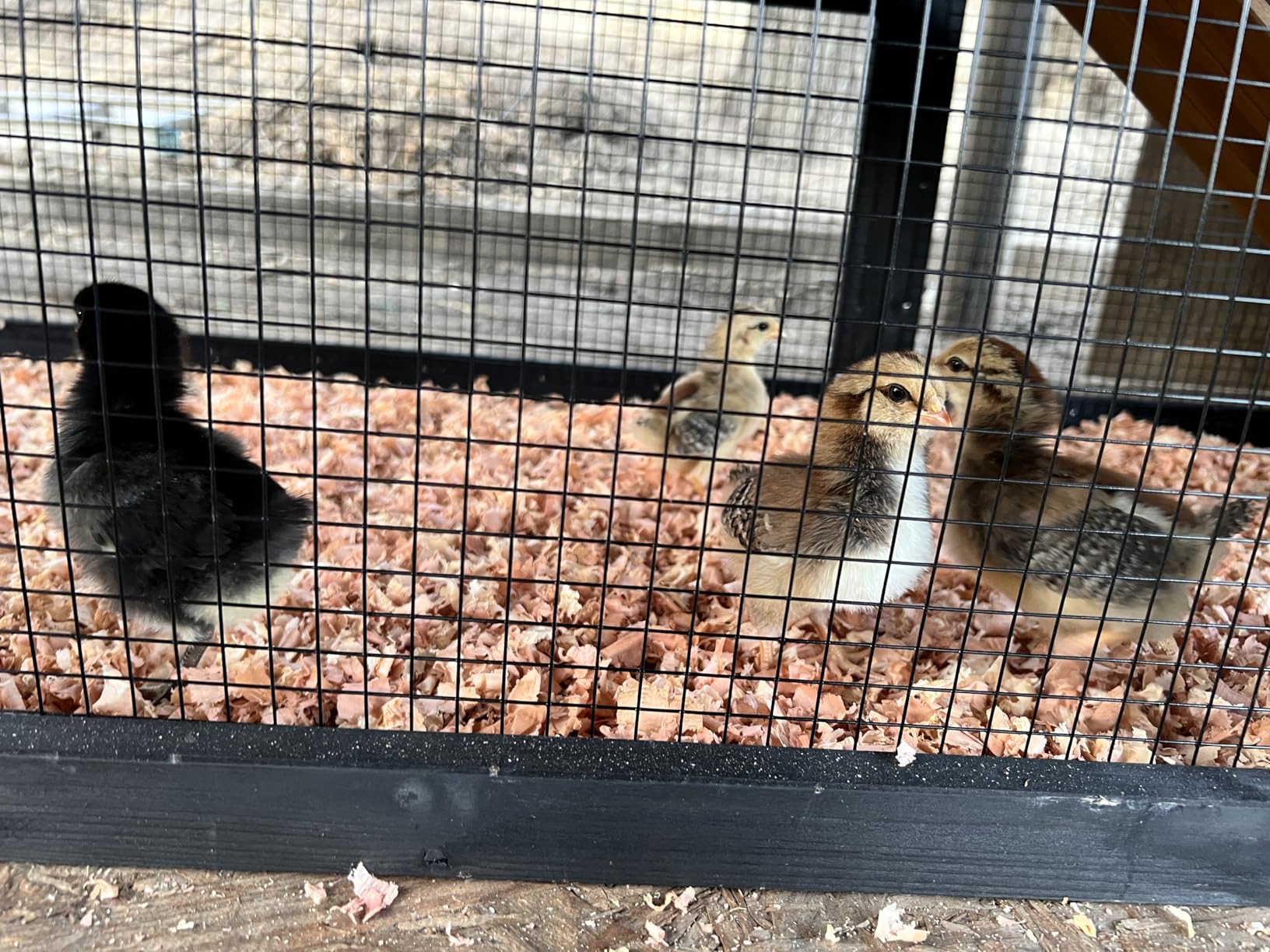 Petsfit Large Chicken Coop with Upgraded Perches, Wooden Outdoor Chicken Cage with Large Nesting Box, Weatherproof Open Asphalt Roof &Removable Bottom, Duck House, Rabbit Hutch customer photo 2