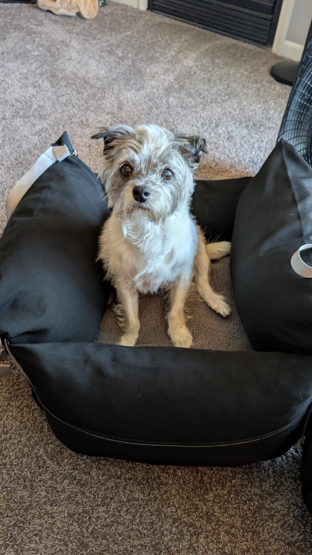 Lesure Dog Car Seat for Small Dogs,Booster Car Bed for Puppy Under 25lbs customer photo 2