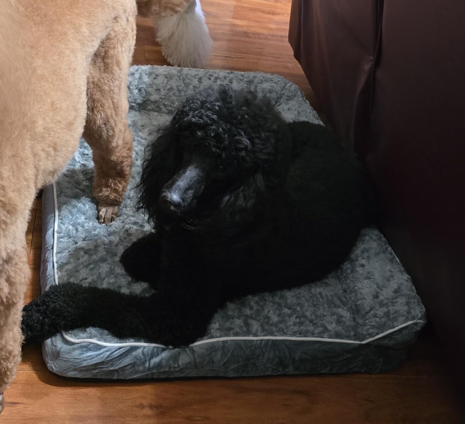 BFPETHOME Orthopedic Washable Dog Bed, Sleeping Couch for Large Senior Dogs customer photo 1