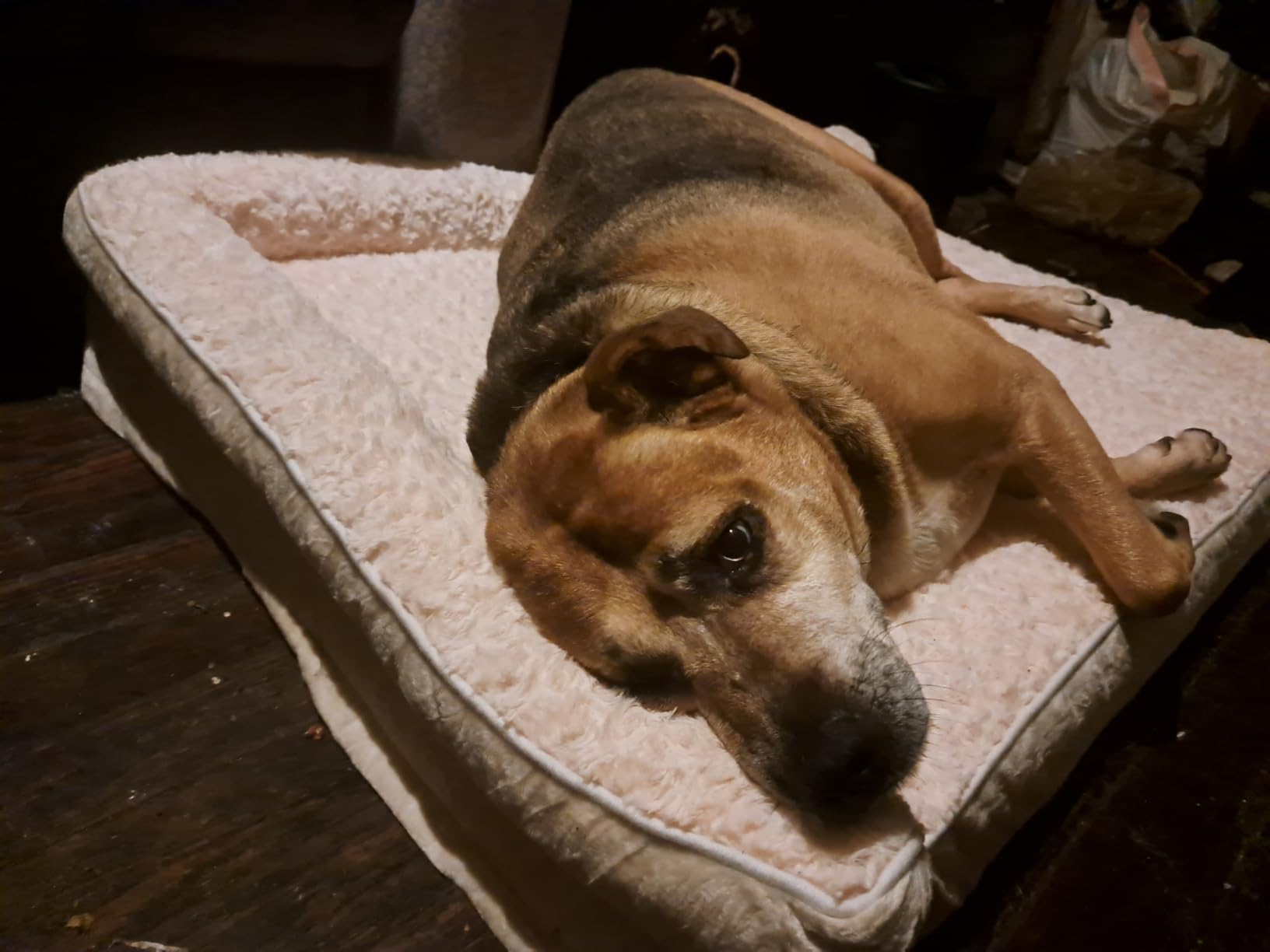 BFPETHOME Orthopedic Washable Dog Bed, Sleeping Couch for Large Senior Dogs customer photo 2