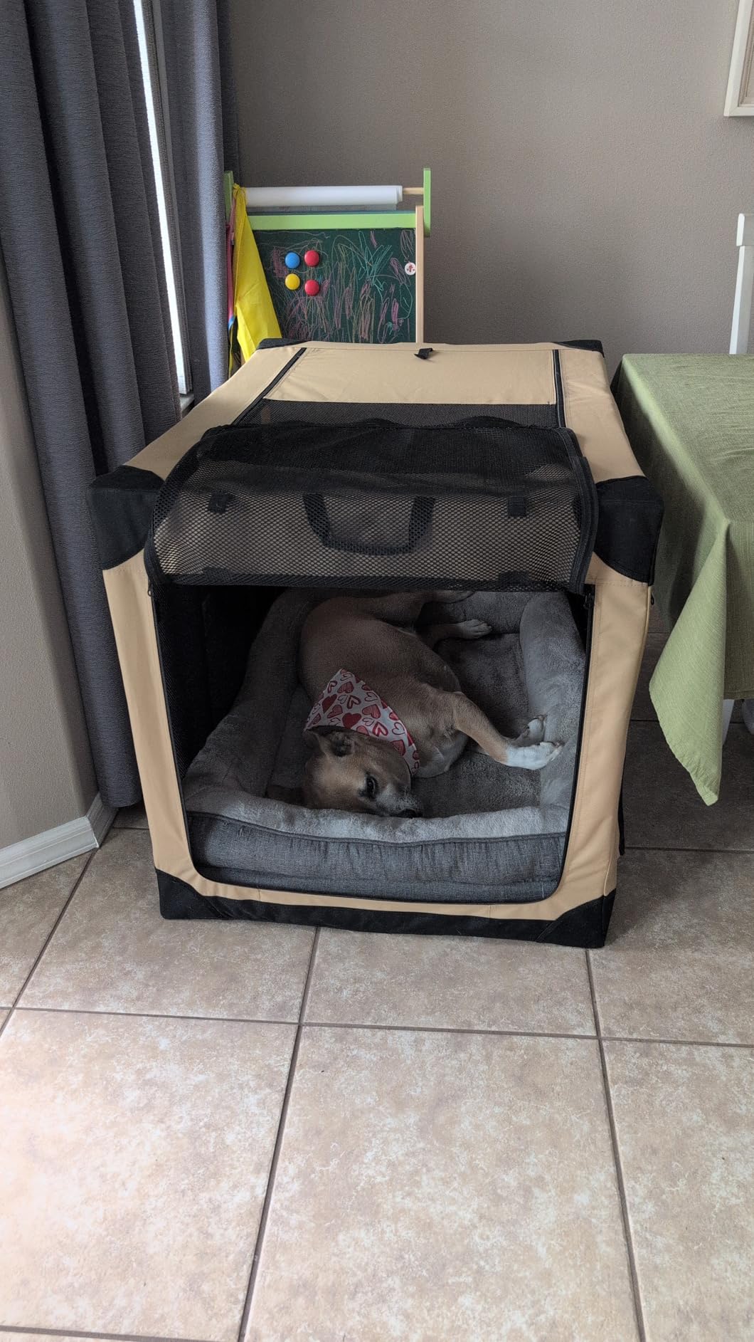 Garnpet 36 Inch Collapsible Soft Dog Crate for Large Dogs, 4-Door Foldable Travel Dog Kennel with Durable Mesh Windows for Indoor & Outdoor Portable Pet Crate, Soft Side Dog Crate, Beige customer photo 1