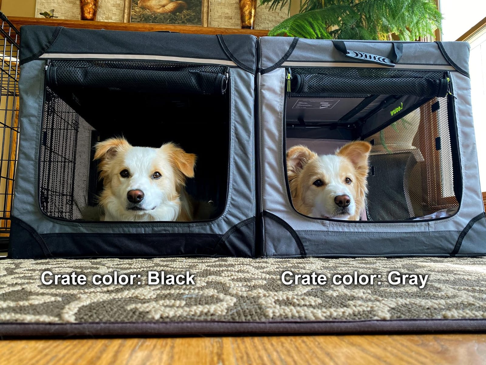 Lesure Today Show Soft Collapsible Dog Crates for Large Dogs, 36in Black customer photo 2