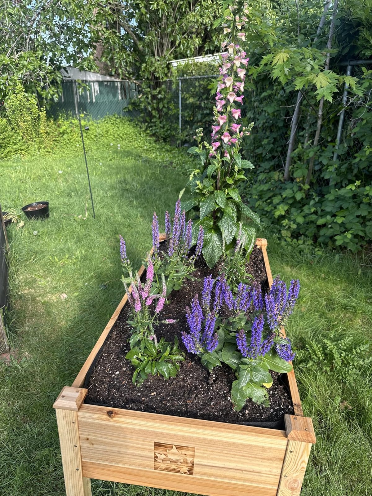 Cedar Raised Garden Bed with Legs, Outdoor Planter Box 48x24x30, 200lb customer photo 2